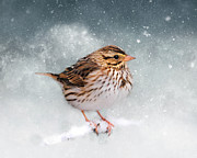 Snow Sparrow Photograph by Jai Johnson