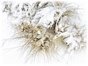 Snow Whiskers Photograph by Julie Palencia