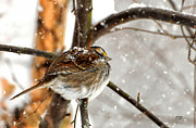 Snowball Photograph by Lois Bryan