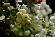 Snowberries Photograph by Scott Lyons Snowberries Photograph by Scott Lyons