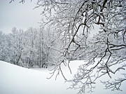 Snowy Branches Photograph by Aimee L Maher ALM GALLERY Snowy Branches Photograph by Aimee L Maher ALM GALLERY