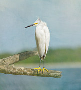 Snowy Egret Photograph by Kim Hojnacki Snowy Egret Photograph by Kim Hojnacki