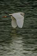 Snowy Egret on estuary Photograph by Jeff Folger