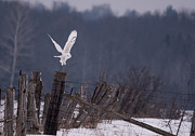 Snowy Lift Off Photograph by Cheryl Baxter