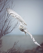 Snowy Owl In Flight Photograph by Carrie Ann Grippo-Pike