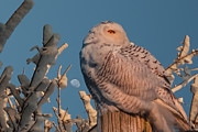 Snowy owl in morning light Photograph by Jeff Folger