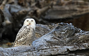 Snowy Owl on Driftwood Photograph by John Vose