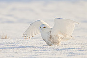 Snowy Owl- Ready for Takeoff Photograph by John Vose