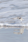 Snowy Plover Wave Jumping Photograph by Debra Martz Snowy Plover Wave Jumping Photograph by Debra Martz