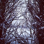 Snowy Poplars Photograph by Nic Squirrell