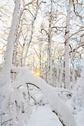 Snowy Starburst Photograph by Bryan Bzdula