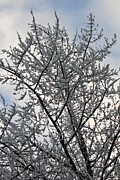 Snowy trees Photograph by Deena Withycombe