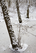 Snowy trees in frozen pond - winter forest Photograph by Matthias Hauser