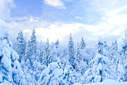 Snowy Trees Photograph by Richard and Ellen Thane