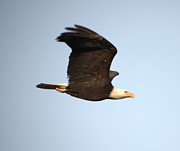 Soaring Eagle Photograph by Jerry Cahill