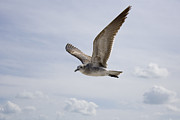 Soaring Gull Photograph by Daniel Murphy