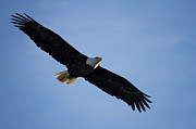 Soaring Photograph by Kim Hojnacki Soaring Photograph by Kim Hojnacki