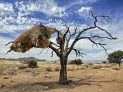 Sociable Weaver Nest Namib Desert Photograph by Alexander Koenders