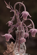 Softness Photograph by Loni Collins