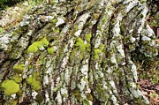 Solidified Lava Flow Photograph by Science Photo Library
