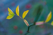 Some Color Photograph by Andreas Levi