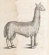 South American Camelid Photograph by Science Photo Library
