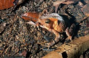 South American Common Toad Photograph by Science Photo Library