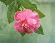 Southern Camellia Flower Photograph by Kim Hojnacki