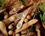 Soya Beans Photograph by Science Photo Library