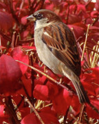 Sparrow Photograph by Rona Black