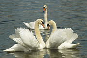 Special Kinda Love Photograph by Andrea Kollo
