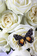 Speckled butterfly on white rose Photograph by Garry Gay