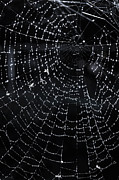 Spiderweb Photograph by Elena Elisseeva