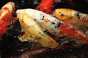 Splash of Koi Color Photograph by Veronica Batterson