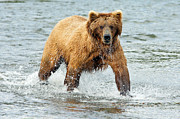 Splish Splash Photograph by Bill Singleton