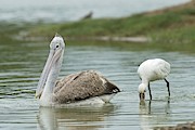 Spot-billed Pelican & Eurasian Spoonbill Photograph by Science Photo Library