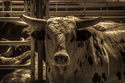 Spotted Bull Photograph by Carla E