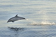 Spotted Dolphin Leaping Photograph by Bradford Martin Spotted Dolphin Leaping Photograph by Bradford Martin