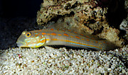 Spotted Prawn Goby Or Orange Spotted Goby Photograph by Science Photo Library