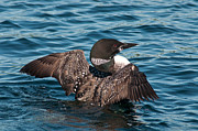 Spreading My Wings Photograph by Brenda Jacobs Spreading My Wings Photograph by Brenda Jacobs