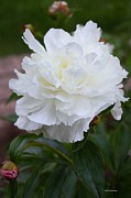 Spring Beauty Photograph by Veronica Batterson