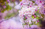 Spring Blossoms Photograph by Cathy Kovarik