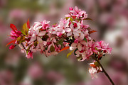 Cheery Cherry Blossoms Photograph by Penny Lisowski Cheery Cherry Blossoms Photograph by Penny Lisowski