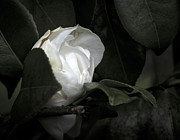 Spring Camelia Photograph by Ron Roberts