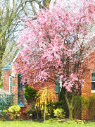 Spring - Cherry Tree by Brick House Photograph by Susan Savad Spring - Cherry Tree by Brick House Photograph by Susan Savad