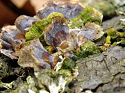 Spring Frills Photograph by Peggy King