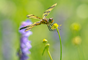 Spring Halloween Pennant  Photograph by Cheryl Baxter