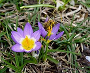 Spring Has Sprung Photograph by Peggy King