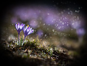 Spring impression I Photograph by Jaroslaw Blaminsky Spring impression I Photograph by Jaroslaw Blaminsky