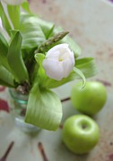 Spring In Green Photograph by Eci Papp